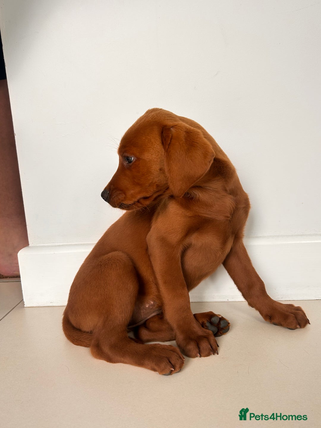Labrador Retriever dogs for sale: Darkest Fox Red Labrador Puppies  - Image 8