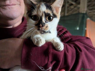 Mixed Breed cats Melon for adoption - Advert 10