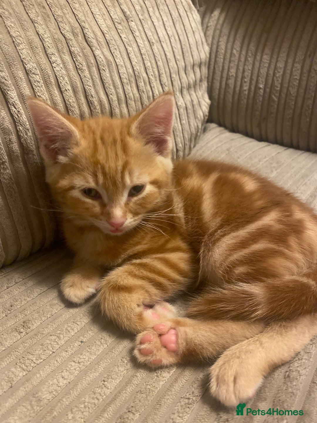 Mixed Breed cats for sale: Ginger male kittens  - Image 5