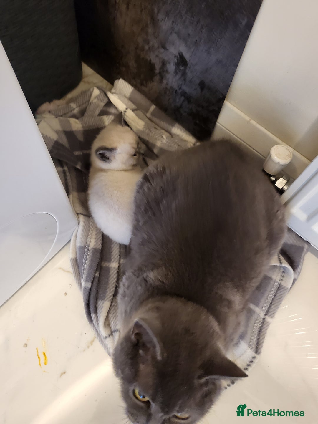British Shorthair cats for sale: BSH FEMALE KITTEN - Image 13