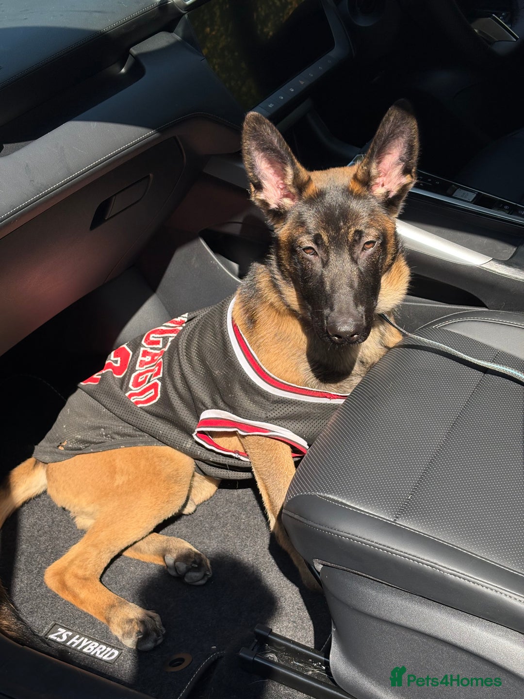 Mixed Breed dogs for sale: Army Breeding Dog  - Advert 1