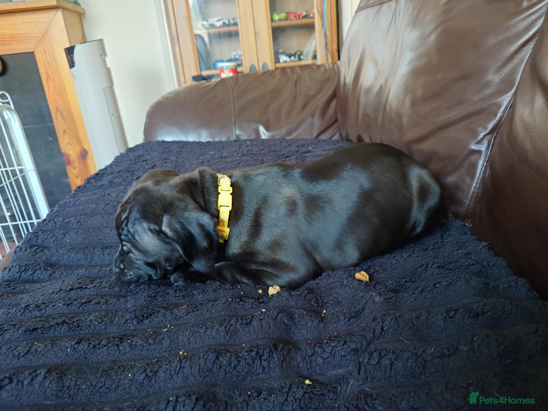 Staffordshire Bull Terrier dogs Exceptional Staffordshire bull Terrier Puppies - Advert 18