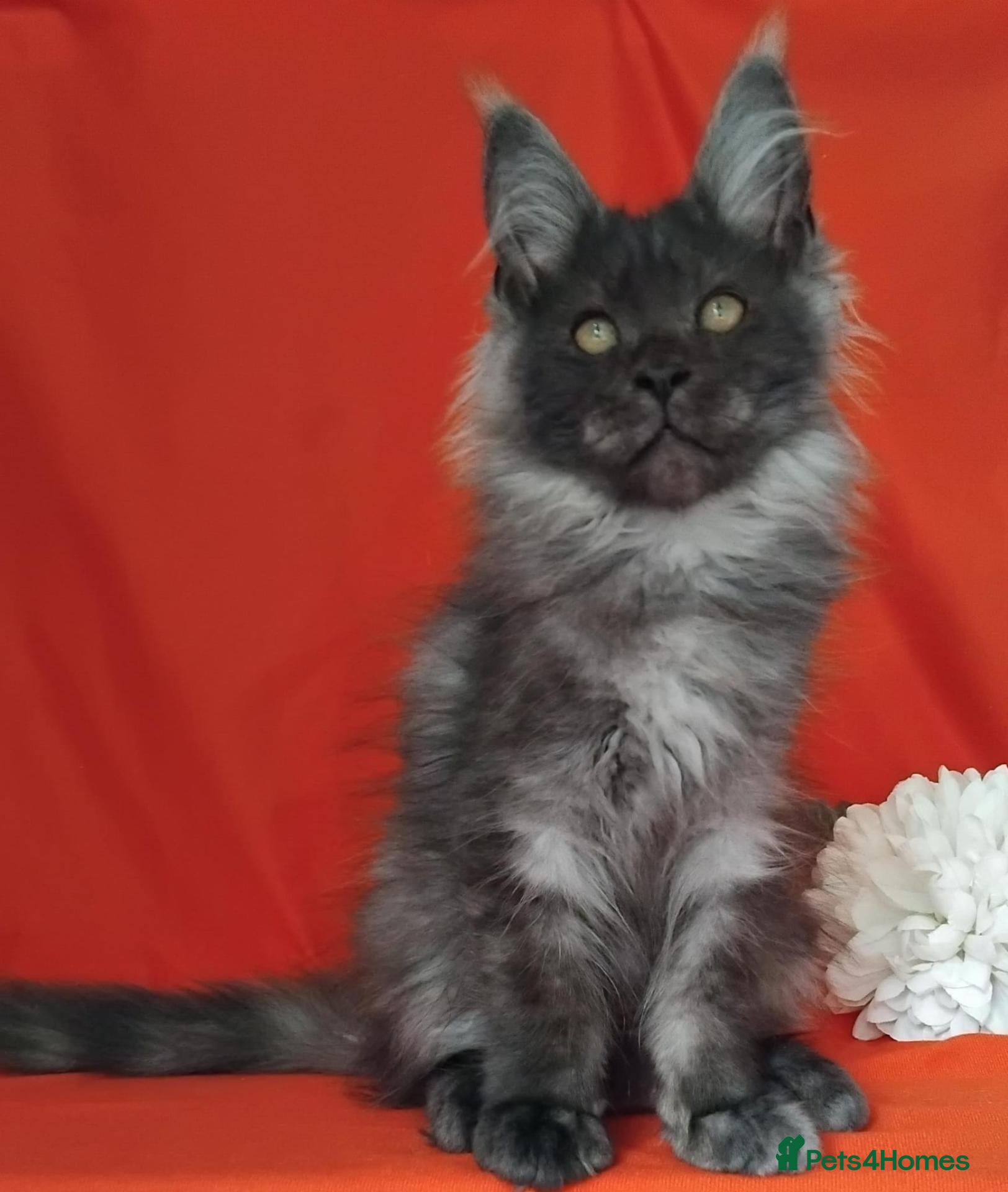Maine Coon cats GCCF REGISTERED MAINE COON KITTENS FOR SALE  - Advert 2