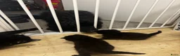 Domestic Shorthair cats for sale: Adorable kittens for sale in Newhaven - Advert 16