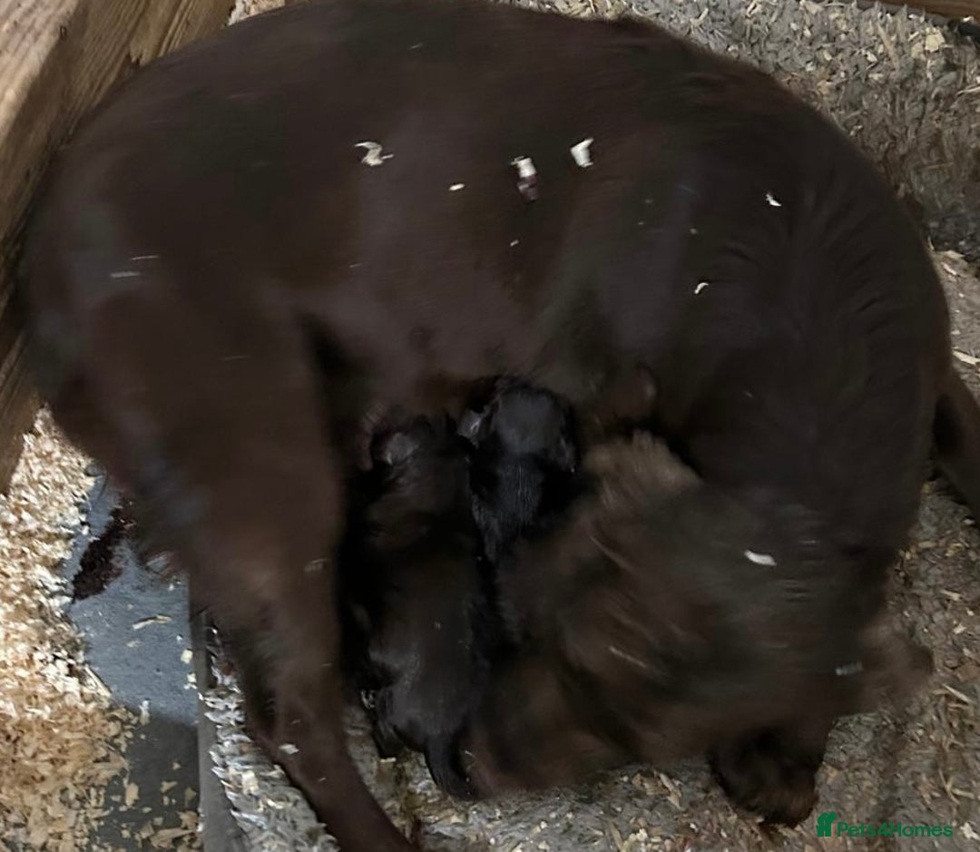 Cockapoo dogs for sale: Stunning F1 Cockapoo Puppies KC Parents  - Advert 12