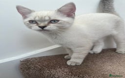 British Shorthair cats for sale: British Shorthair & Scottish Fold - Image 21
