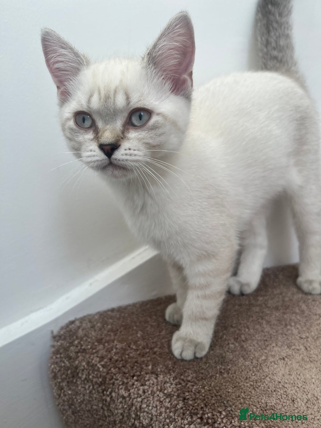 British Shorthair cats for sale: British Shorthair & Scottish Fold - Image 21