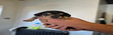 Miniature Dachshund 1