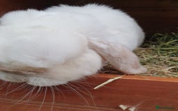 Mini Lop rabbits for sale: Spayed/neutered rabbits Vac RHD2 yurvac - Image 2