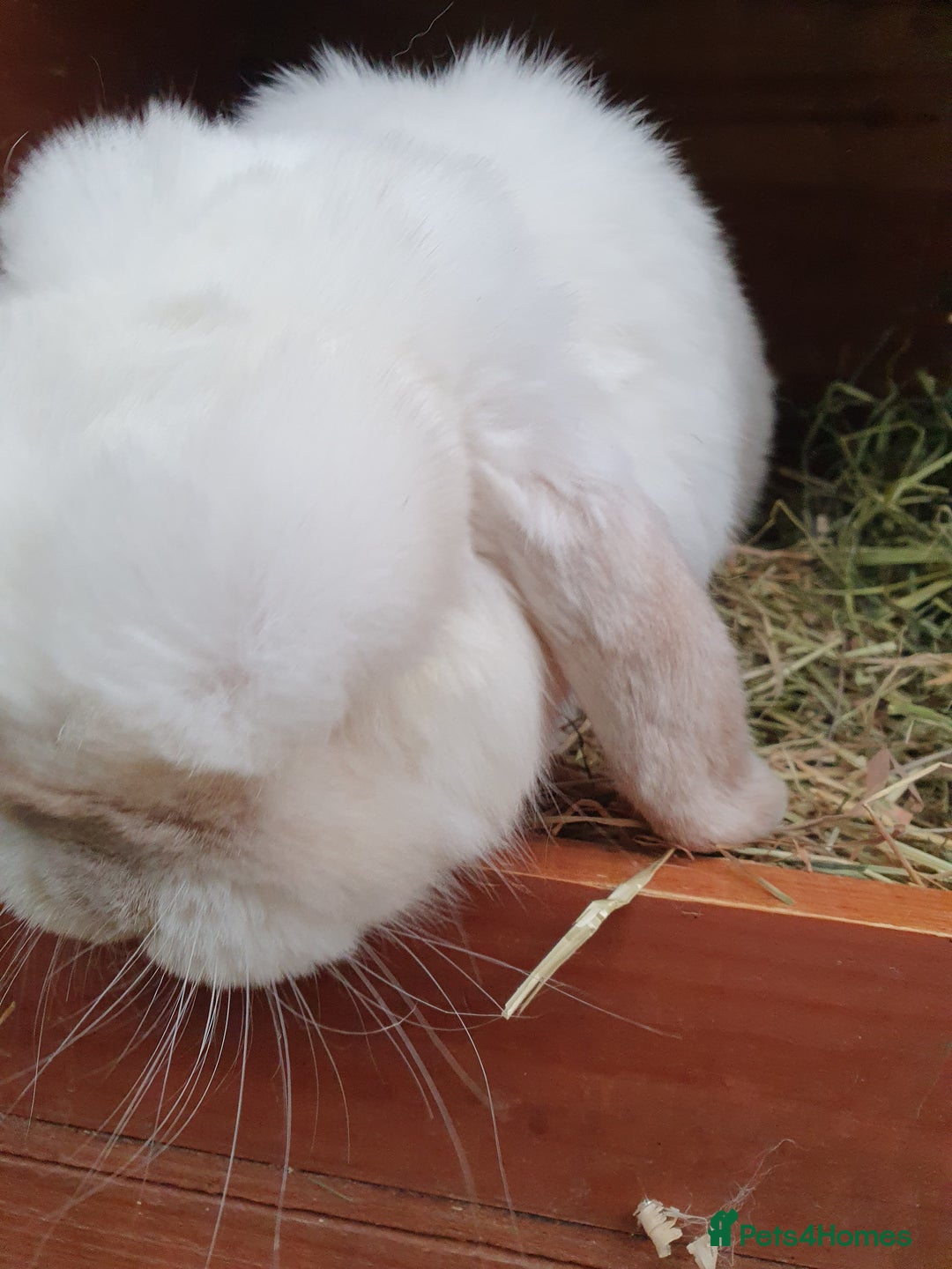 Mini Lop rabbits for sale: Spayed/neutered rabbits Vac RHD2 yurvac - Image 2