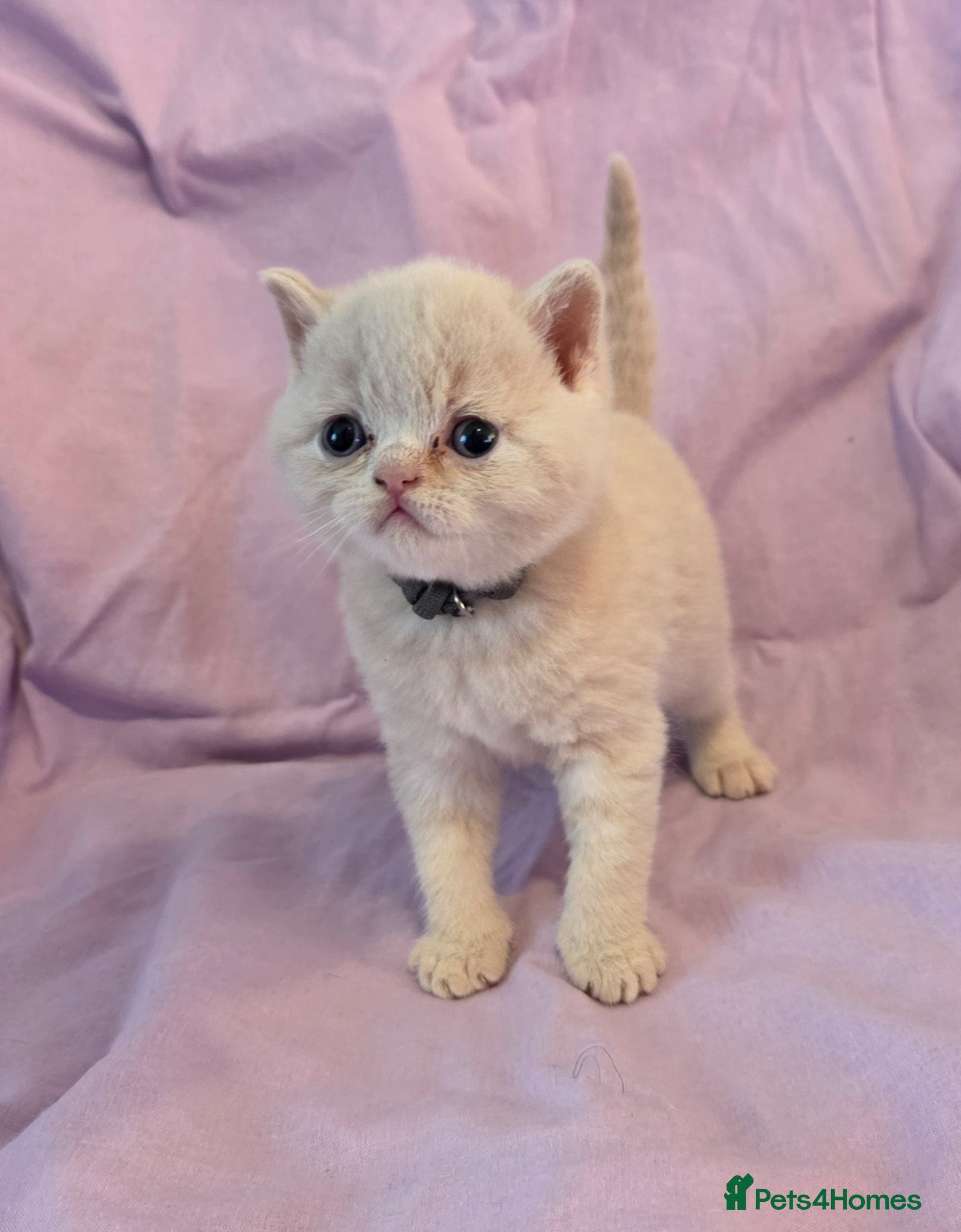 British Shorthair cats British shorthair kittens - Advert 16