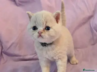 British Shorthair cats British shorthair kittens - Advert 16