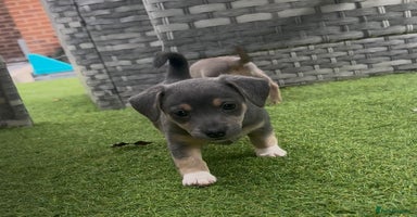 Jack Russell dogs - Advert 7