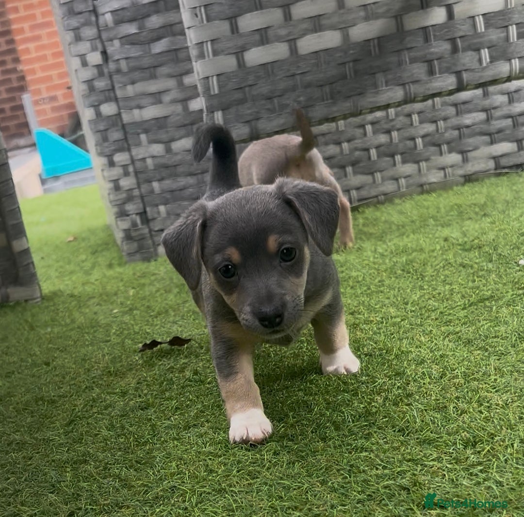 Jack Russell dogs for sale: READY NOW - QUALITY BLUE JR MINIATURE GIRL - Image 2