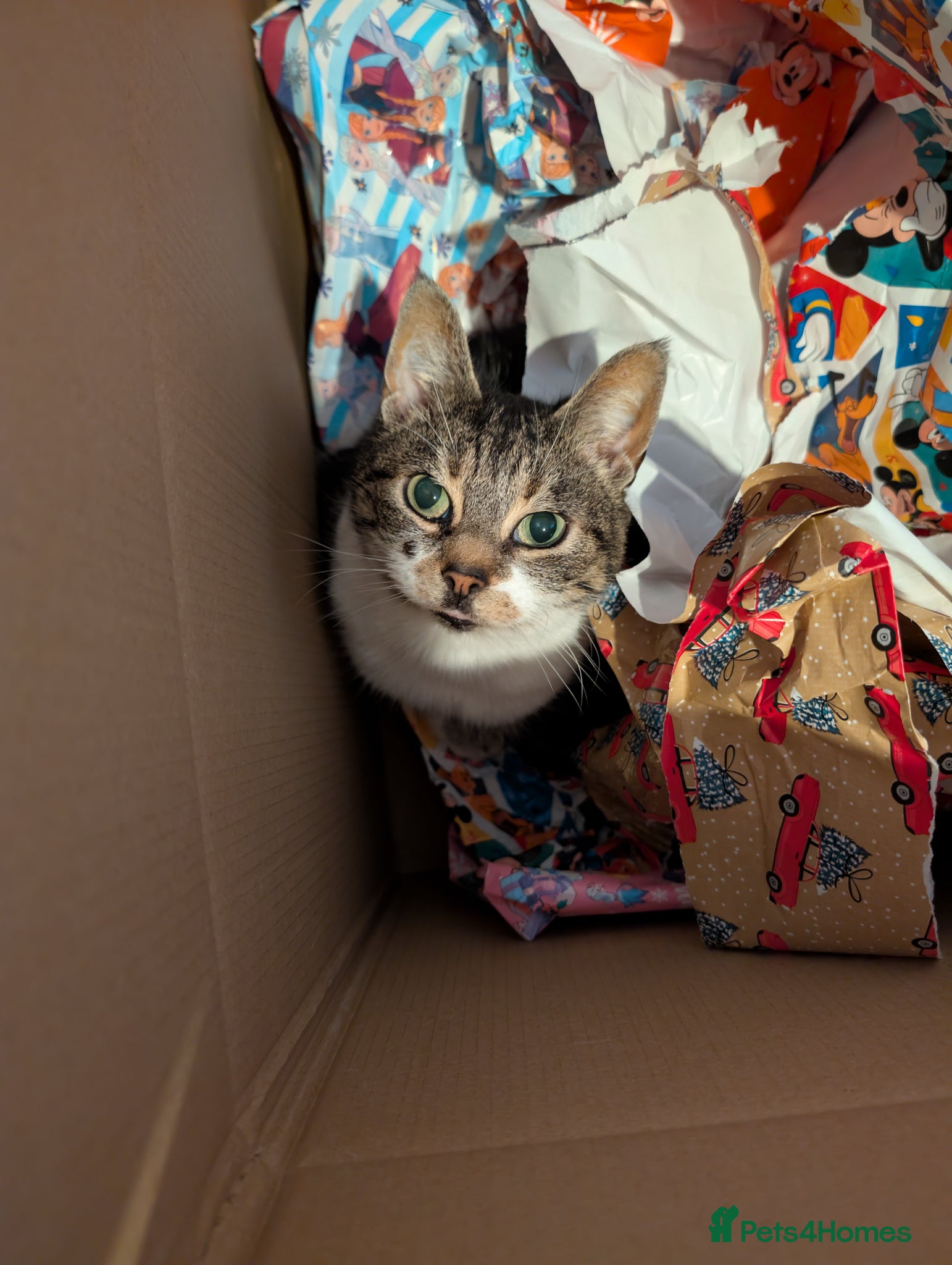 Domestic Shorthair cats Tabby/grey and white kittens! - Advert 1