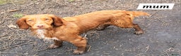 Cocker Spaniel dogs for sale: Working Cocker Spaniels (F1B) health checked. - Advert 9