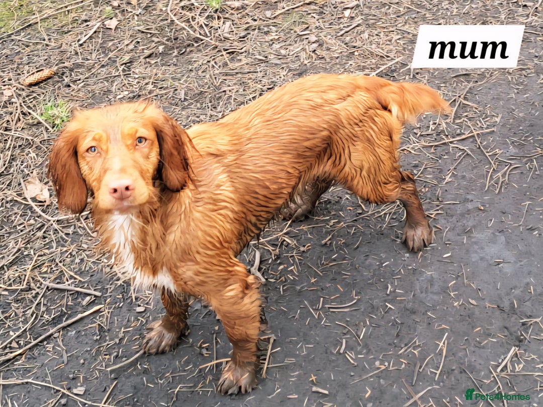 Cocker Spaniel dogs for sale: Working Cocker Spaniels (F1B) health checked. - Advert 9