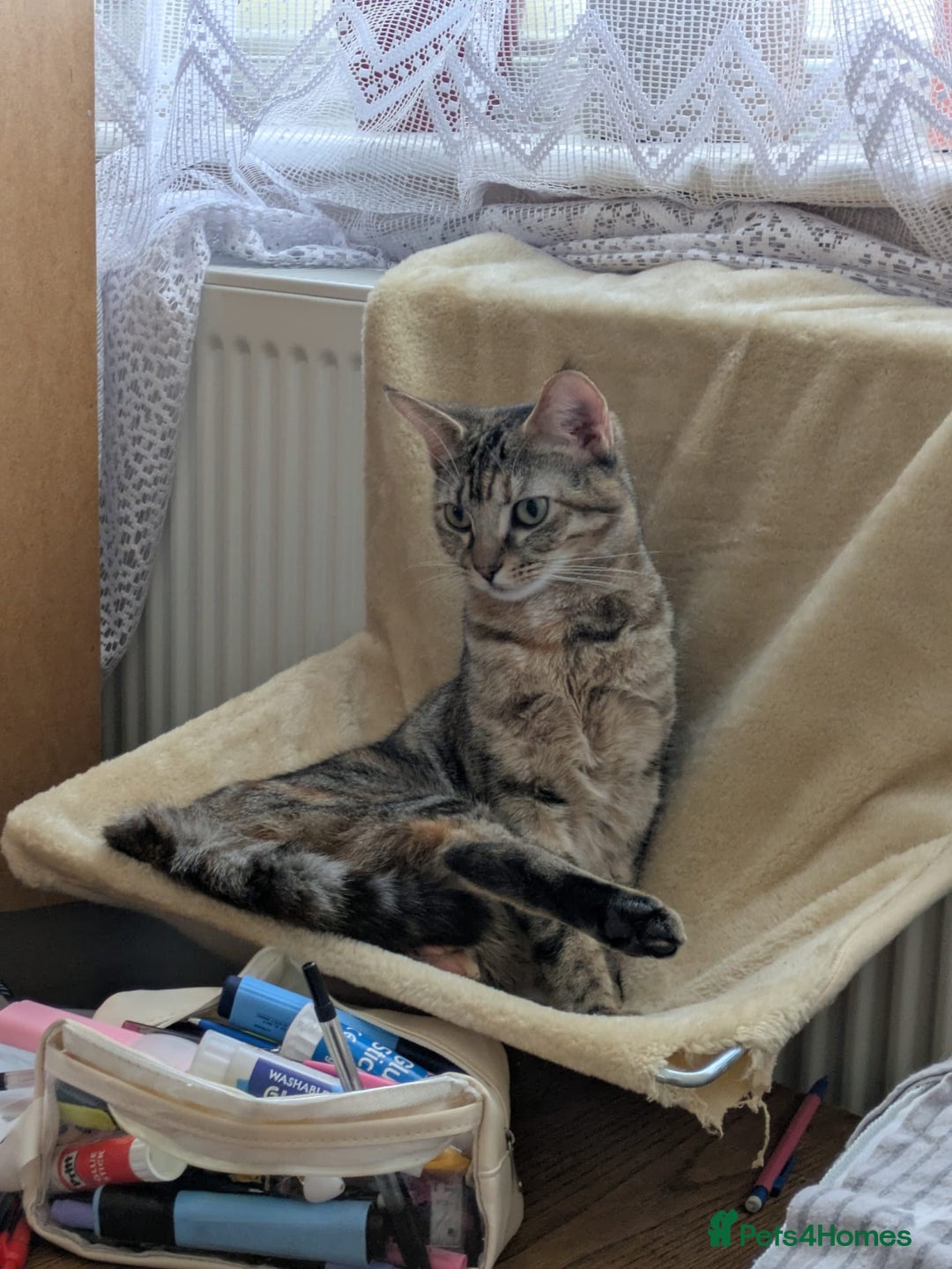 Mixed Breed cats for sale: Gorgeous cross bengal girl - Image 7