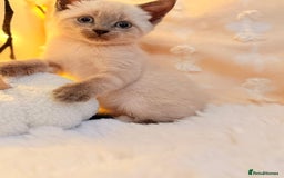 Mixed Breed cats for sale: 7 Floofy kittens looking for forever homes..  - Image 6
