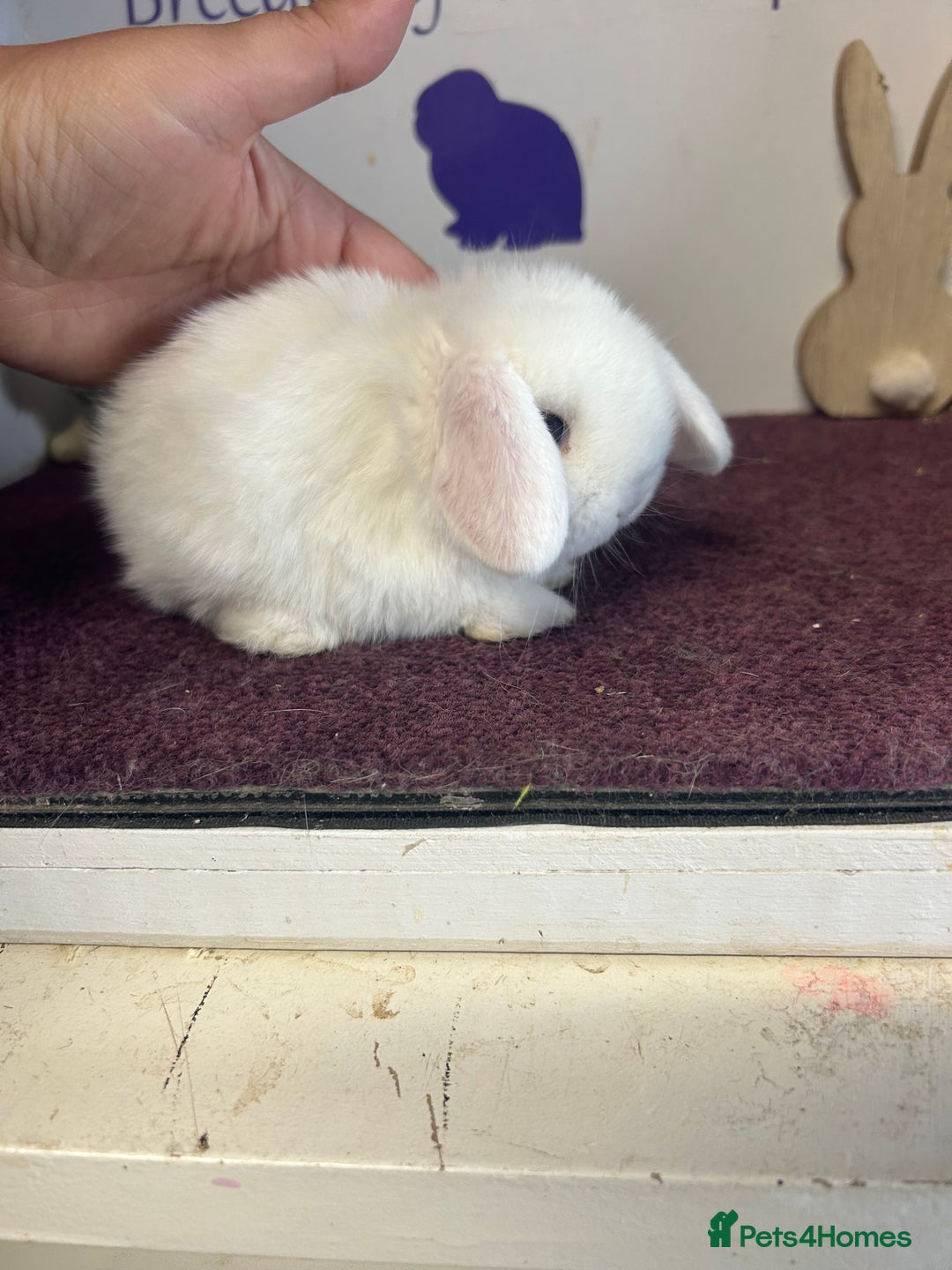 Mini Lop rabbits for sale: Beautiful litter of mixed mini lops  - Image 17
