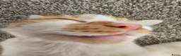 British Longhair cats for sale: Meet Kaya - Advert 8
