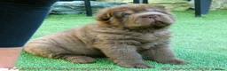 Shar Pei dogs for sale: Irresistible KC Reg Bear-coat Shar-Pei Pups - SOLD - Advert 4
