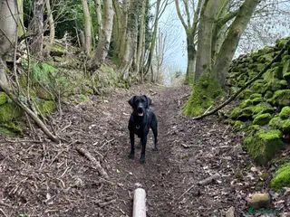 Labrador Retriever dogs Diego - Advert 1