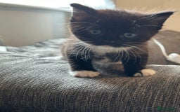 Domestic Shorthair cats for sale: Domestic longhair kittens - Image 5