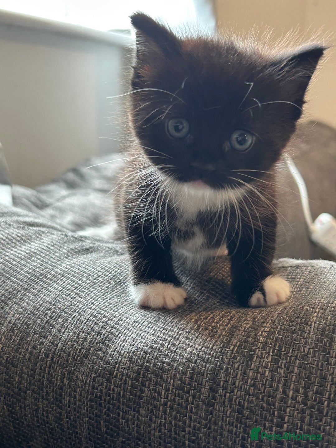 Domestic Shorthair cats for sale: Domestic longhair kittens - Image 5
