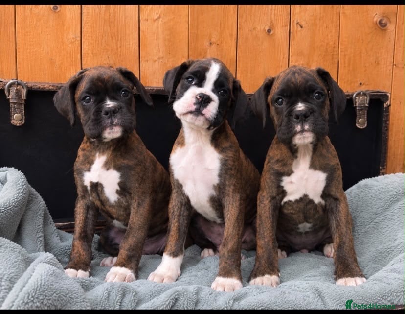 Boxer dogs KC Registered Boxer Puppies - health tested - Advert 1