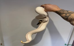 Python Snake reptiles for sale: Various Royal/ Ball pythons - Image 3