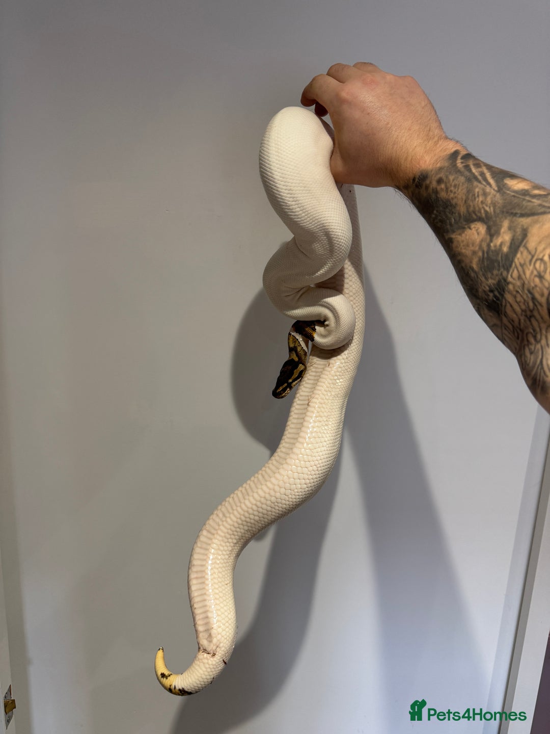 Python Snake reptiles for sale: Various Royal/ Ball pythons - Image 3