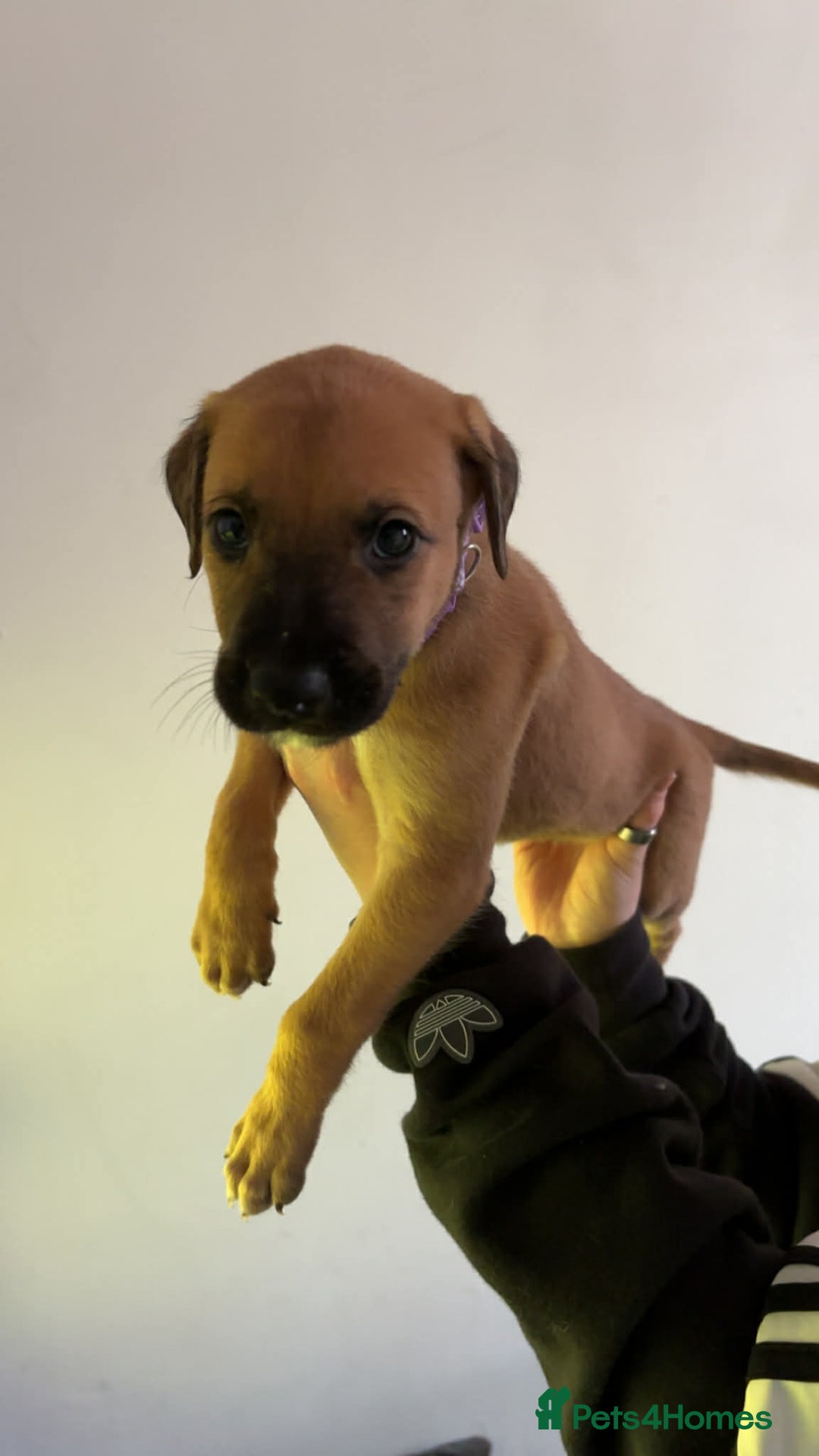 Lurcher dogs for sale: Saluki Bull Greyhound Puppies  - Advert 2