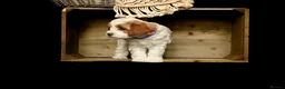 Cavapoo dogs for sale: cavapoo puppies for Sale X3 Girls  in Lincoln - Advert 30