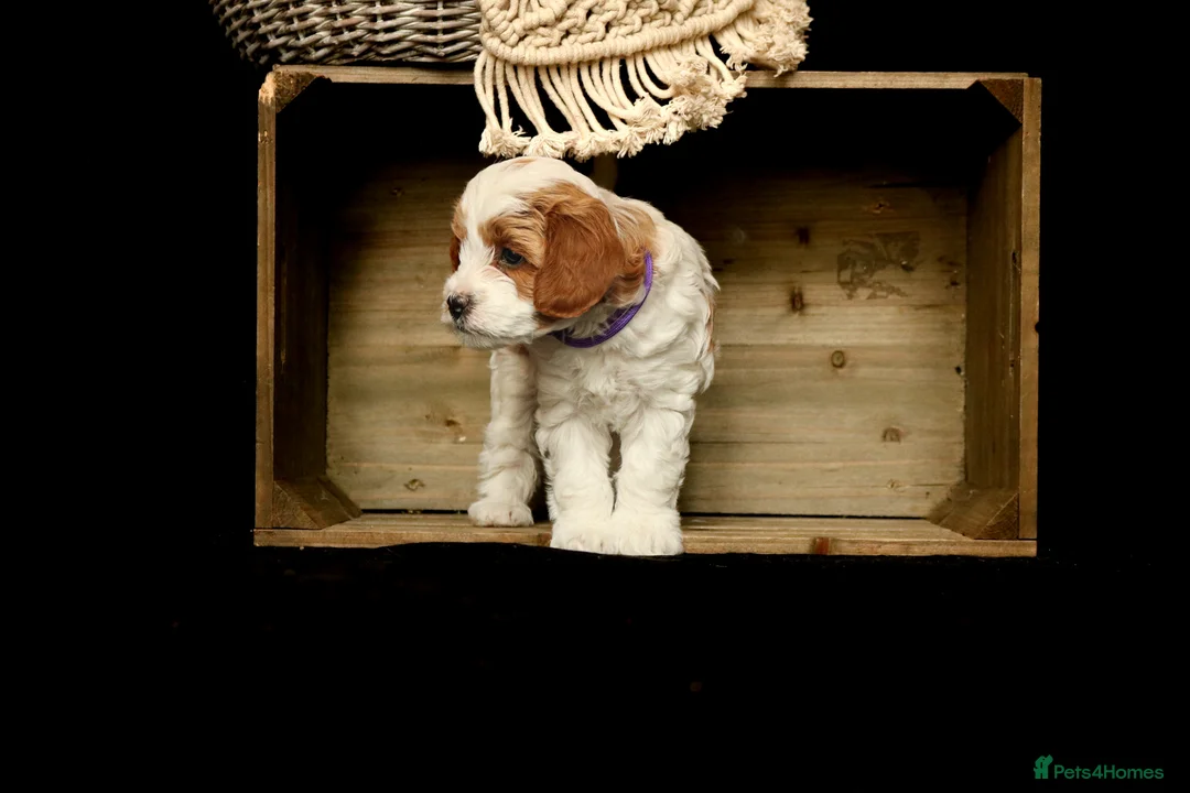 Cavapoo dogs for sale: cavapoo puppies for Sale X3 Girls  in Lincoln - Advert 30