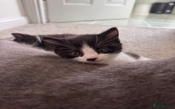 Mixed Breed cats for sale: 🐾 Half British Shorthair Kittens Available! 🐾 - Image 2