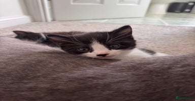 Mixed Breed cats - Advert 2