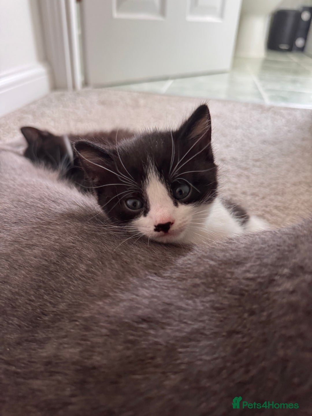 Mixed Breed cats for sale: 🐾 Half British Shorthair Kittens Available! 🐾 - Image 2