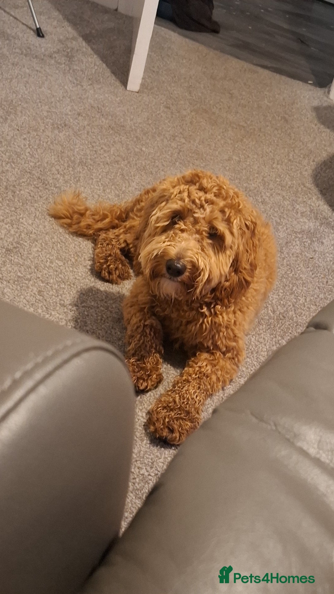 Cockapoo dogs for sale: Male cocapoo  - Advert 3