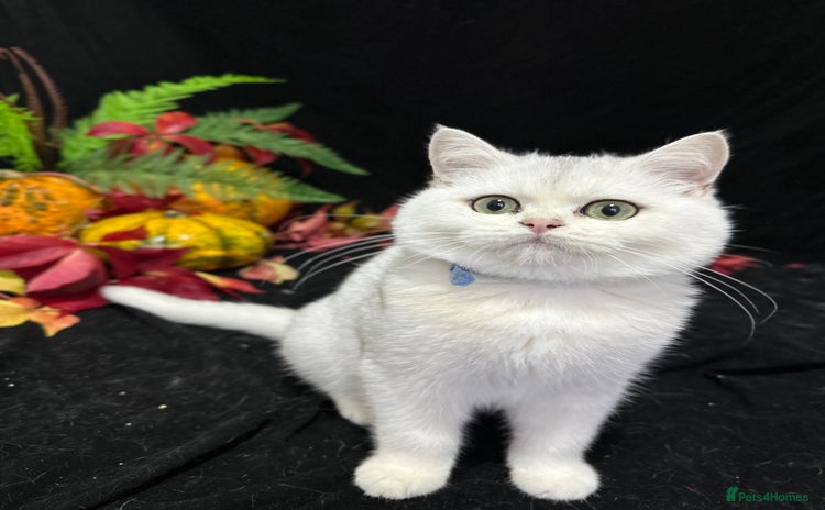 British Shorthair cats - Advert 3