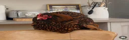 Chickens poultry for sale: Beryl  - Advert 1