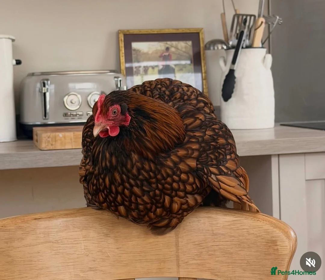 Chickens poultry for sale: Beryl  - Advert 1