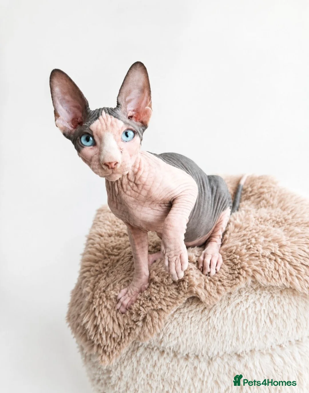 Sphynx cats for sale: Amazing blue eye boy TICA and GCCF, DBE program - Advert 1