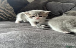 British Shorthair cats for sale: British shorthair cross - Image 8
