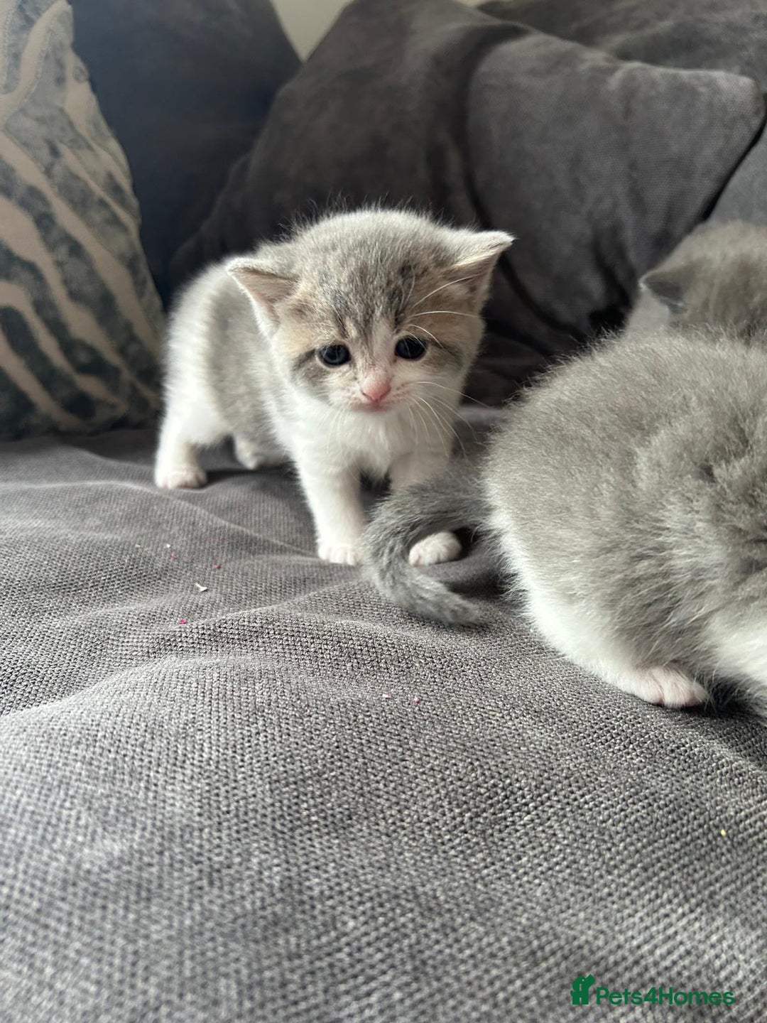 British Shorthair cats for sale: British shorthair cross - Image 8
