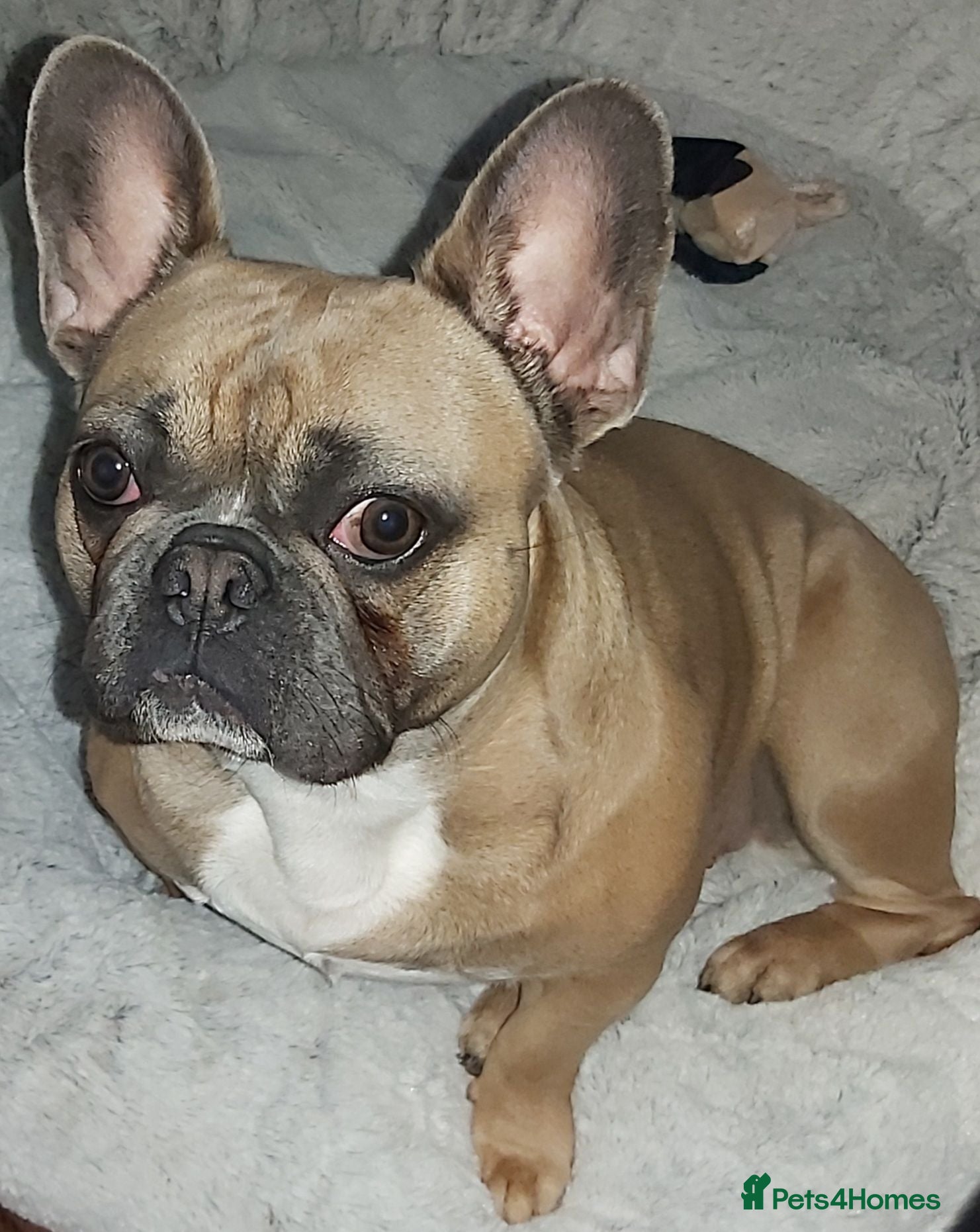 French Bulldog dogs Hugo. - Advert 1