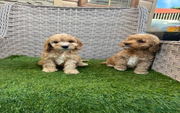 Cockapoo dogs for sale: F1 pra clear Cockapoos  - Advert 3