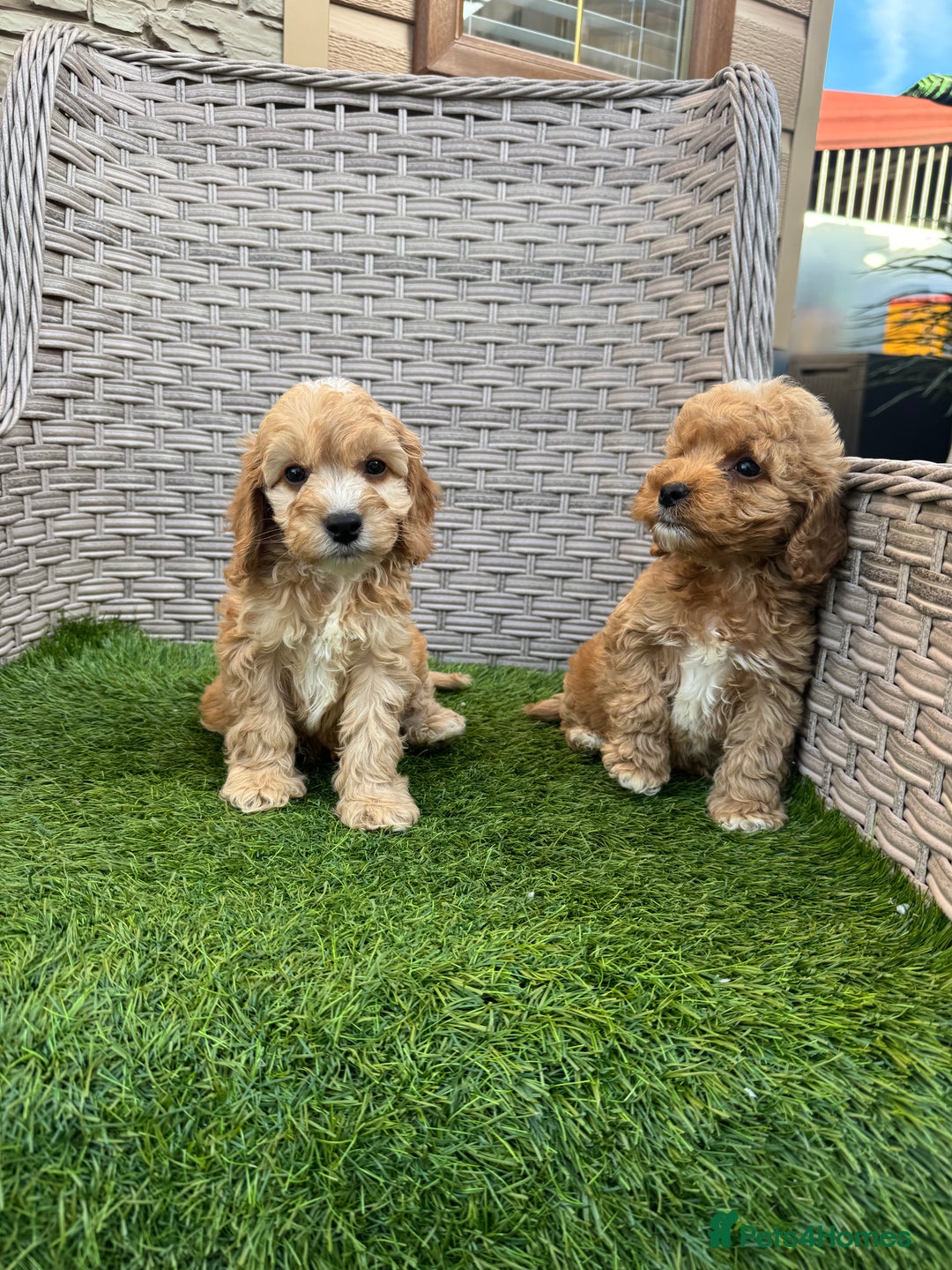 Cockapoo dogs for sale: F1 pra clear Cockapoos  - Advert 3