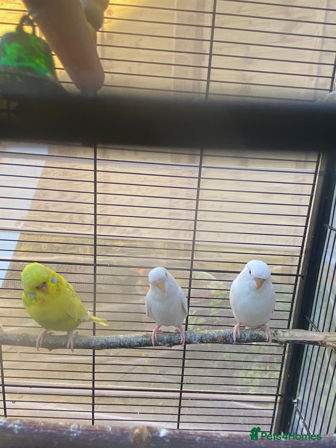 Budgerigars birds for sale: Mixed budgies and a large cage food, containers.  - Image 3
