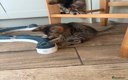 Bengal cats for sale: Bengal cubs for sale  - Image 10